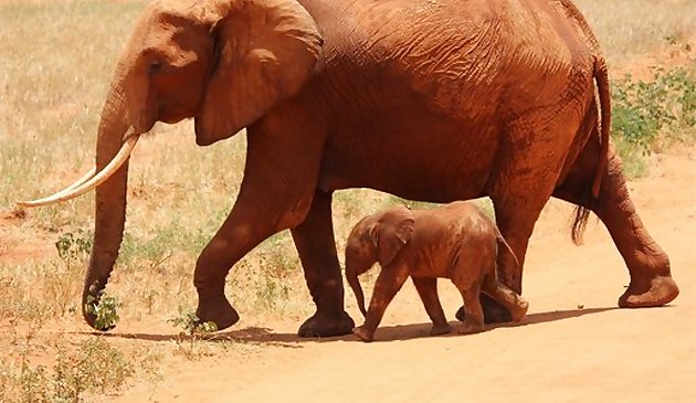 Animals Jigsaw Puzzle - Elephants