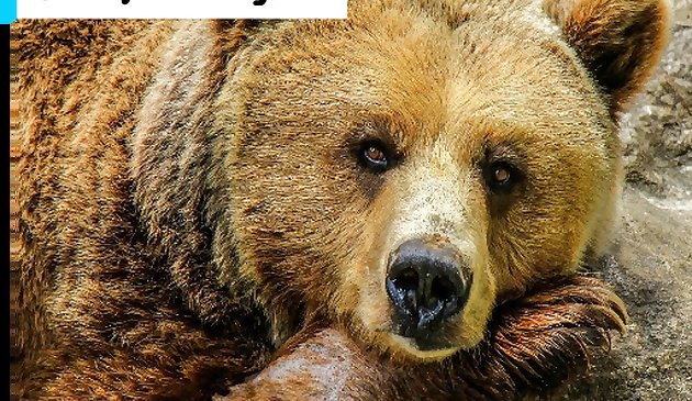 Медведь гризли пазл